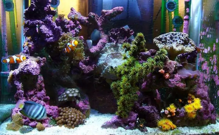 Coralline Algae: How To Grow Them In A Saltwater Aquarium