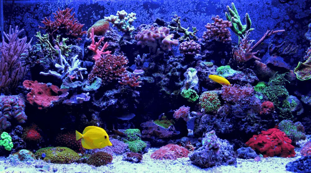 Best Reef Light
