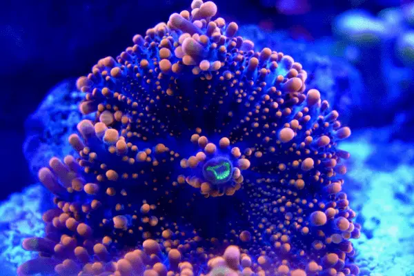 how to lower alkalinity in reef tank