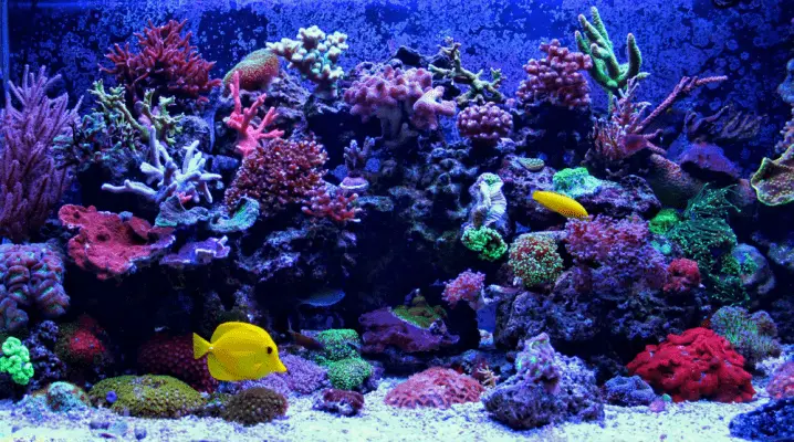 A reef tank