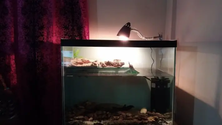 my turtle tank