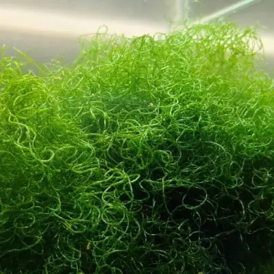 Chaeto Algae In Reef Tank: Functions, Benefits & Growth Tips