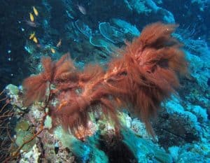 Cyanobacteria or red slime algae