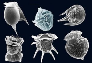 Dinoflagellates