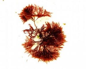 Gelidium or Red Wiry Turf Algae