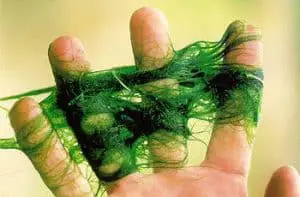 Green Film Algae
