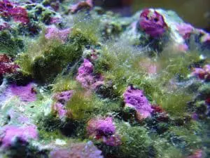 Hair Algae in Reef Tank