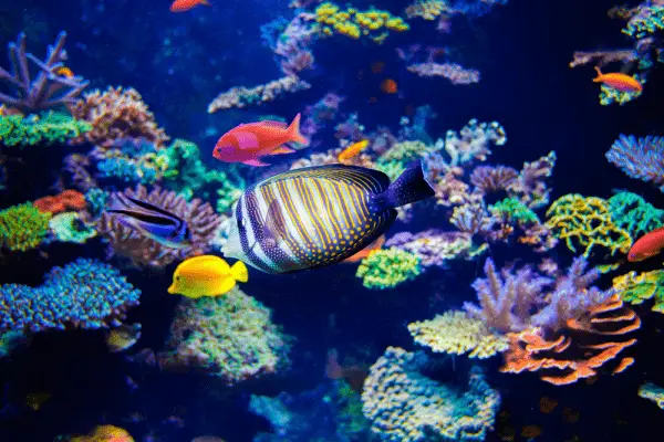 How to lower phosphate in a reef tank