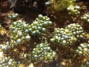 Valonia or Bubble Algae