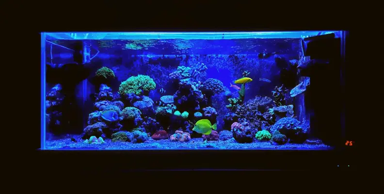 how much LED light for reef tank