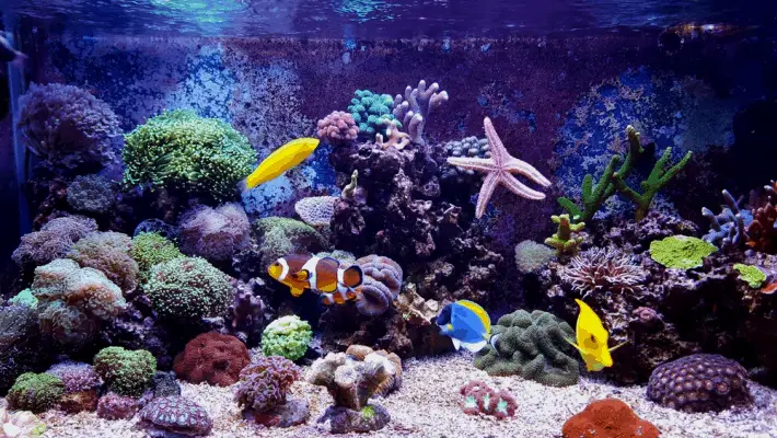 how to get rid of algae in a reef tank