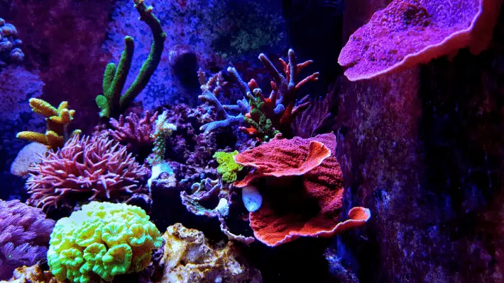 How To Get Rid Of Cyanobacteria In Reef Tank - Reef Craze