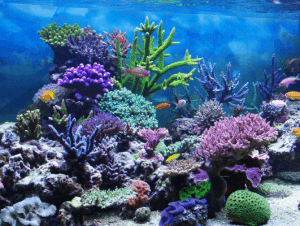 View of How To Raise Calcium In Reef Tank: 6 Effective Methods