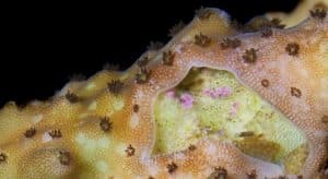 Acropora-Eating Flatworm