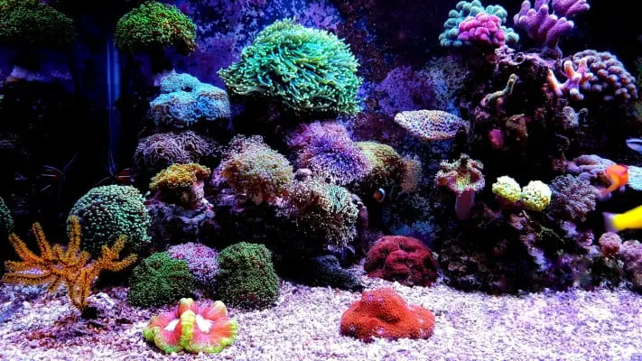 Best Nano Reef Tank