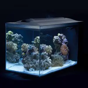 Fluval Sea Evo Saltwater Fish Tank Aquarium Kit