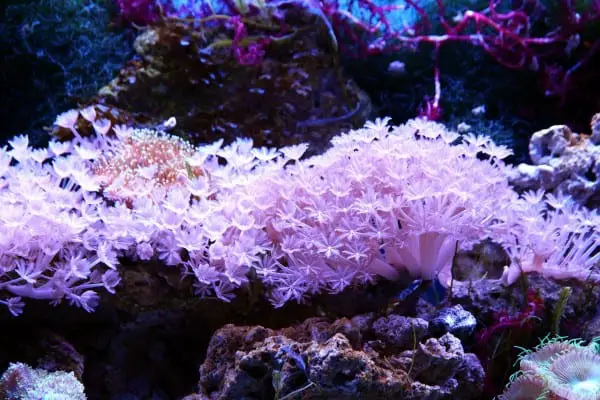 How to lower calcium in reef tank