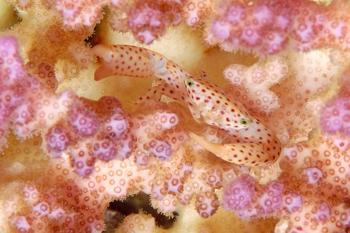 Planaria or flatworm in saltwater tank