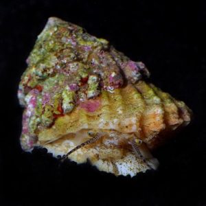 Astrea Snails