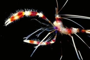 Banded Coral Shrimps