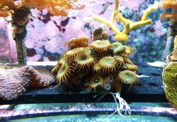 Best Clean Up Crew For Reef Tank And When To Add Them