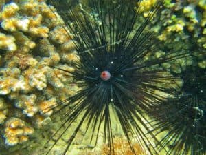 Black Long-Spined Sea Urchins