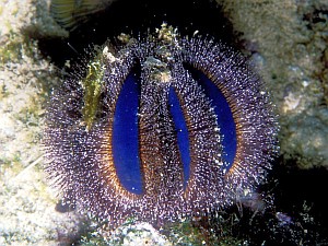 Blue Tuxedo Urchins