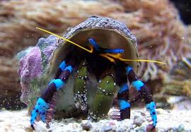 Blue-legged Hermit Crabs