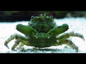 Emerald Green Crabs