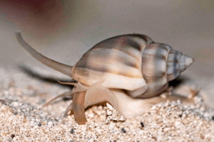 Nassarius Snails
