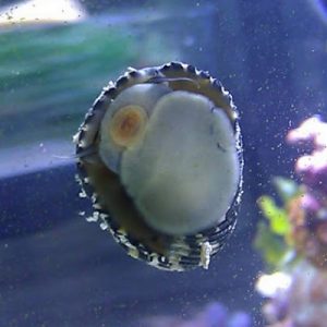 Nerite Snails