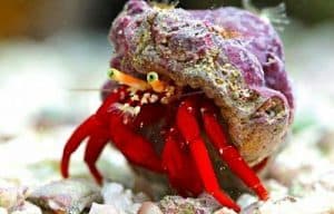 Red-legged Hermit Crabs