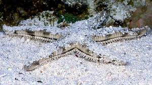 Sand Sifting Starfish