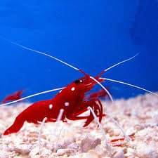 The Blood Red Fire Shrimps