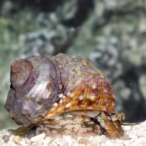 Turbo Snails