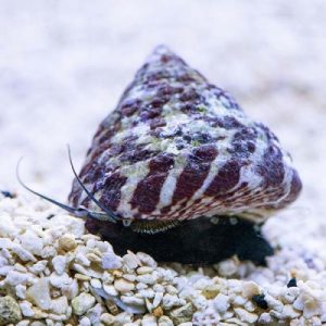 banded trochus snails