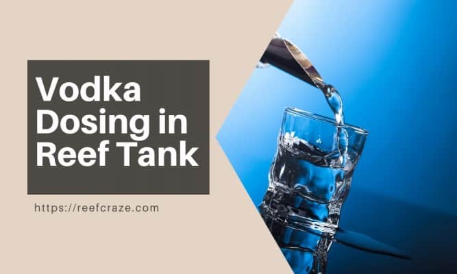 What Is Vodka Dosing In A Reef Tank