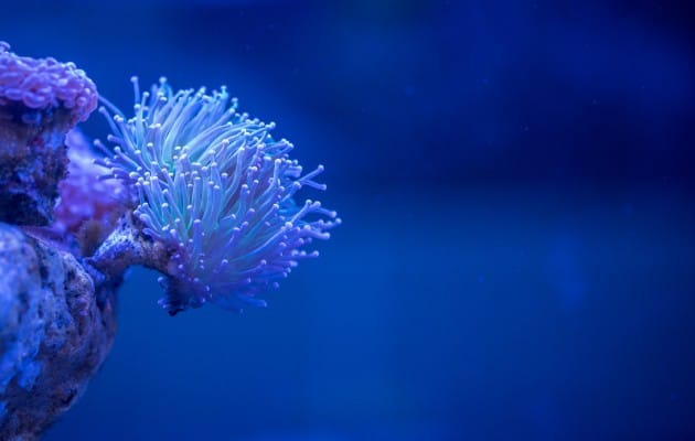 best uv sterilizers for reef tank