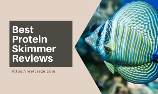 Best Protein Skimmer Reviews Compiled for Aquarium Lovers