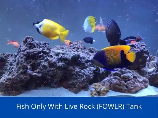Fish Only With Live Rock (FOWLR) Tank