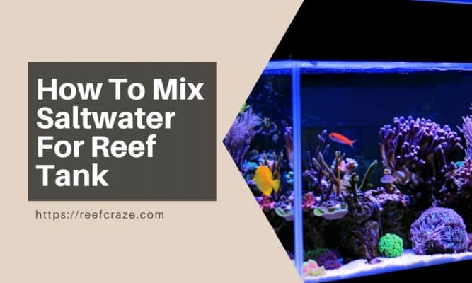 How To Mix Saltwater For Reef Tank?