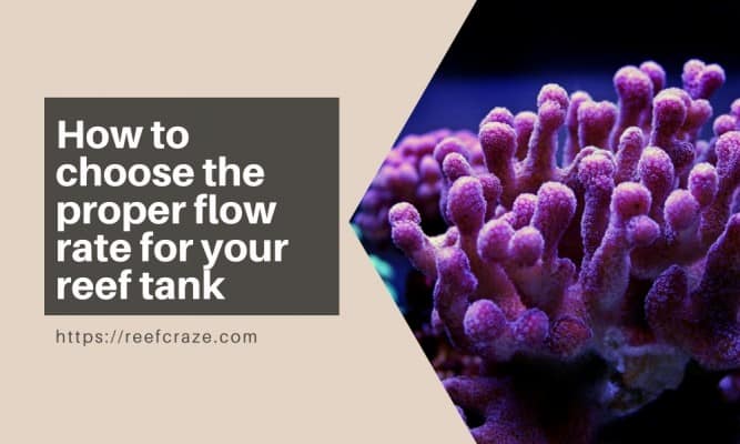 How to choose the proper flow rate for your reef tank