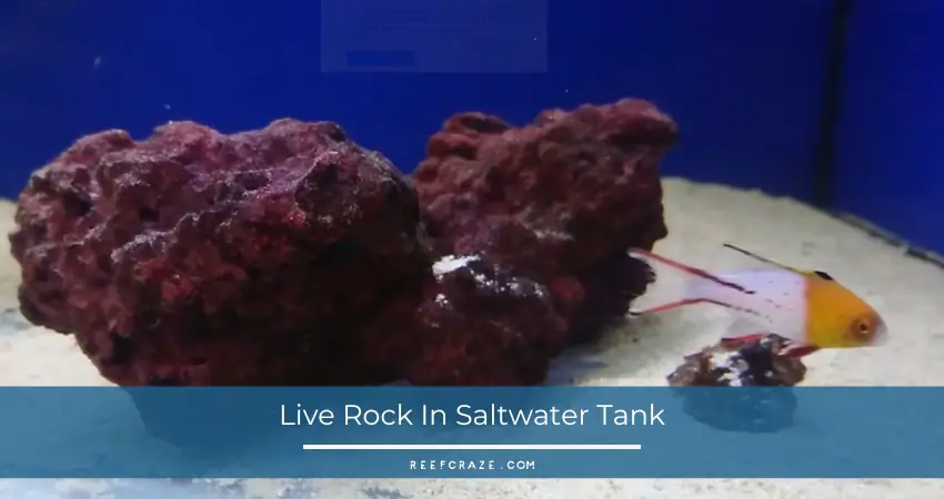 Live Rock In Saltwater Tank