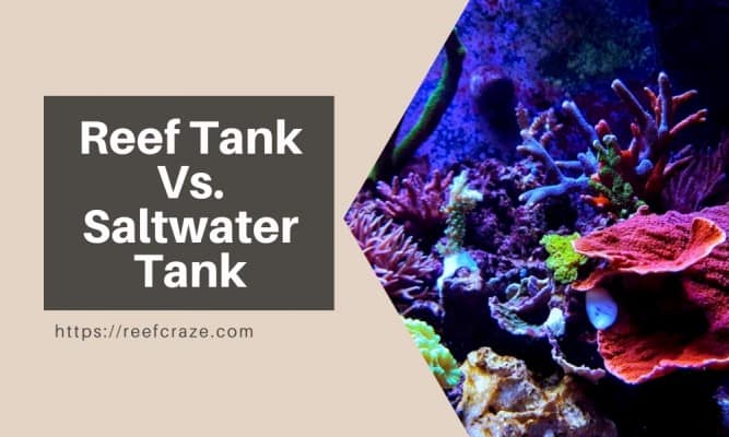 Reef Tank Vs. Saltwater Tank