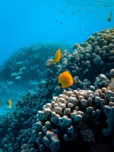 What Eats Flatworms In A Reef Tank