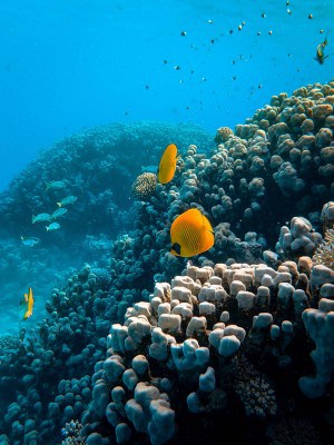 What Eats Flatworms In A Reef Tank?