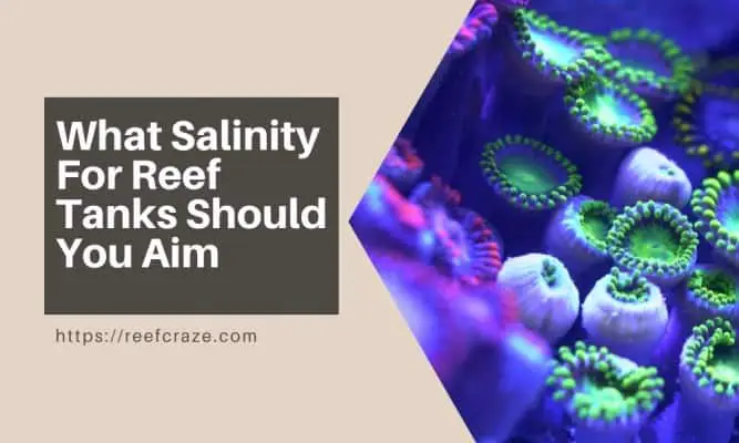 What Salinity For Reef Tanks Should You Aim
