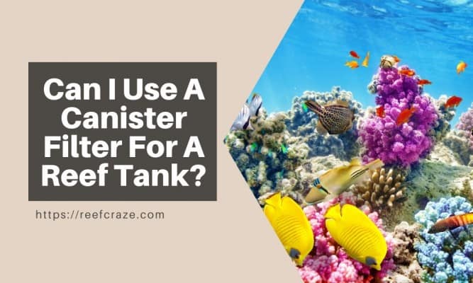 Can I Use A Canister Filter For A Reef Tank?