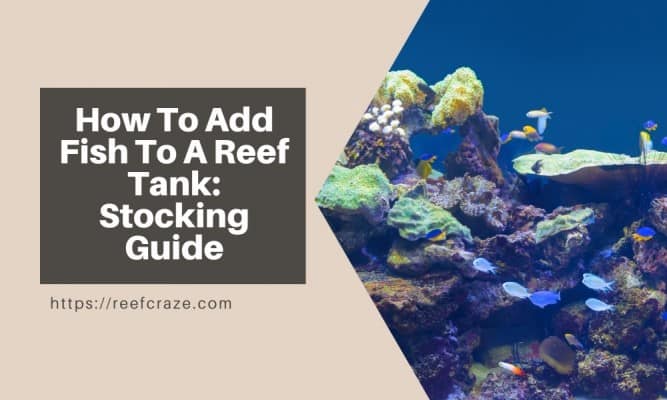 How To Add Fish To A Reef Tank: Stocking Guide