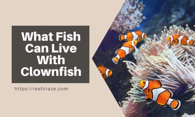 What Fish Can Live With Clownfish